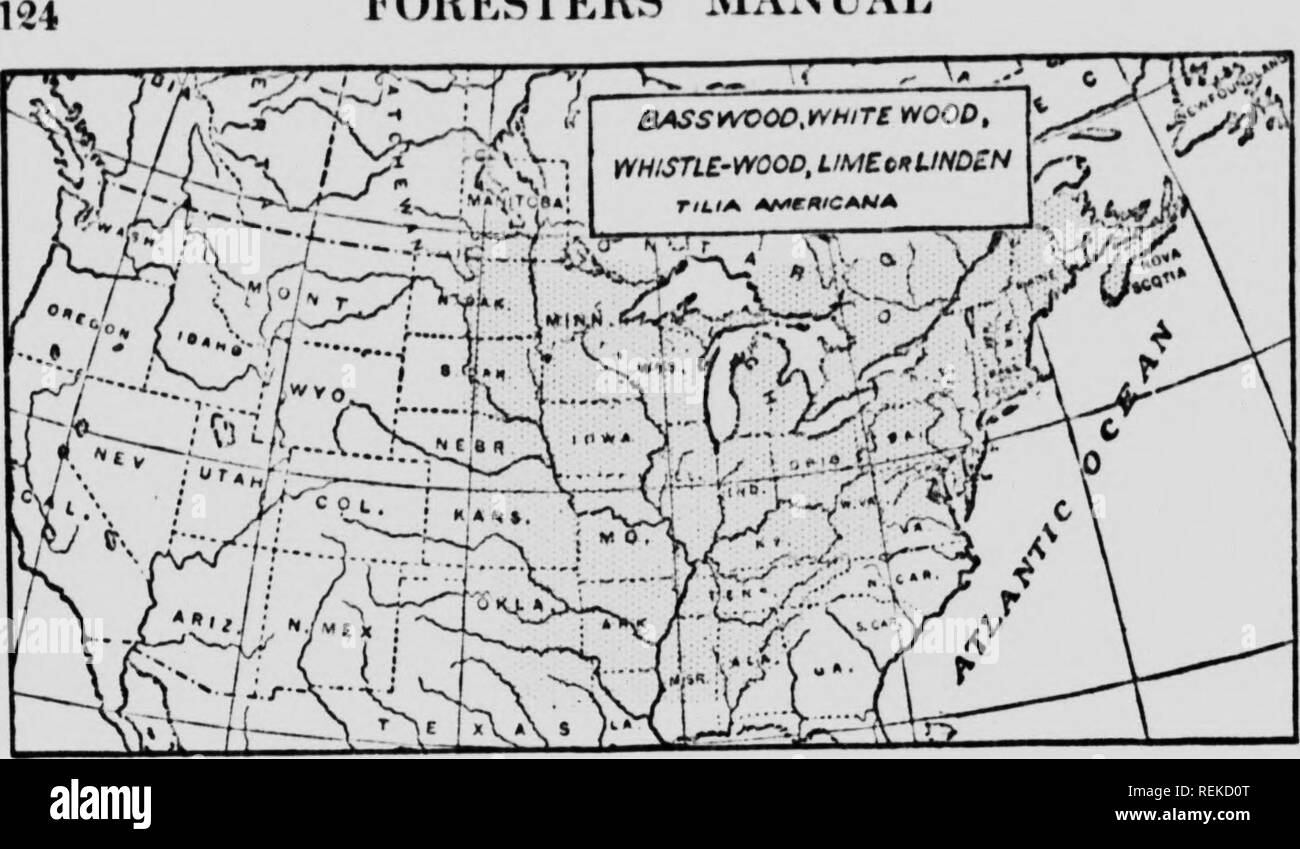 . The forester's manual, or, The forest trees of Eastern North America [microform]. Trees; Arbres. FORESTERS' MAXUAT. 9&quot; ' .i&quot;r.. 20. TILIACE/E — LINDEN FAMILY Basswood, White-wood, VVhistlf.-wood, Lime or Linden. atnericana) {Tilia A tall forest tree 60 to 12 5 feet hi^h; usually hollow when old. Wood soft, straight-grained, weak, white, very light. A cubic foot weighs 28 lbs. It makes a good dugimt canoe or sap trough. The hollow trunk, split in halves, was often used for roofing (see log-cabin). Poor firewood, and soon rots; makes ^'ood rubbing sticks for friction fire. Its inner  Stock Photo