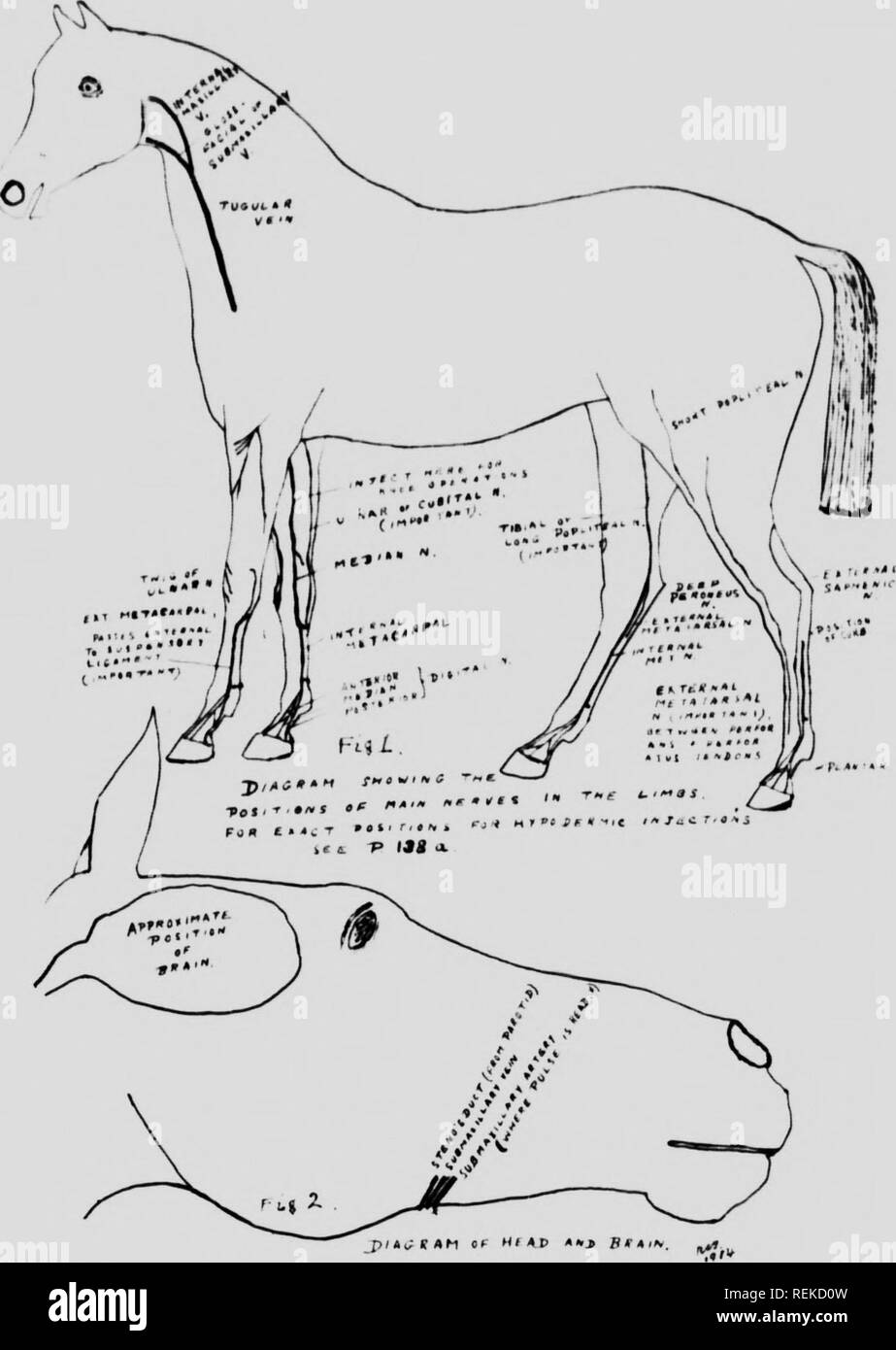 . Modern horse management [microform]. Horses; Horses; Chevaux; Chevaux