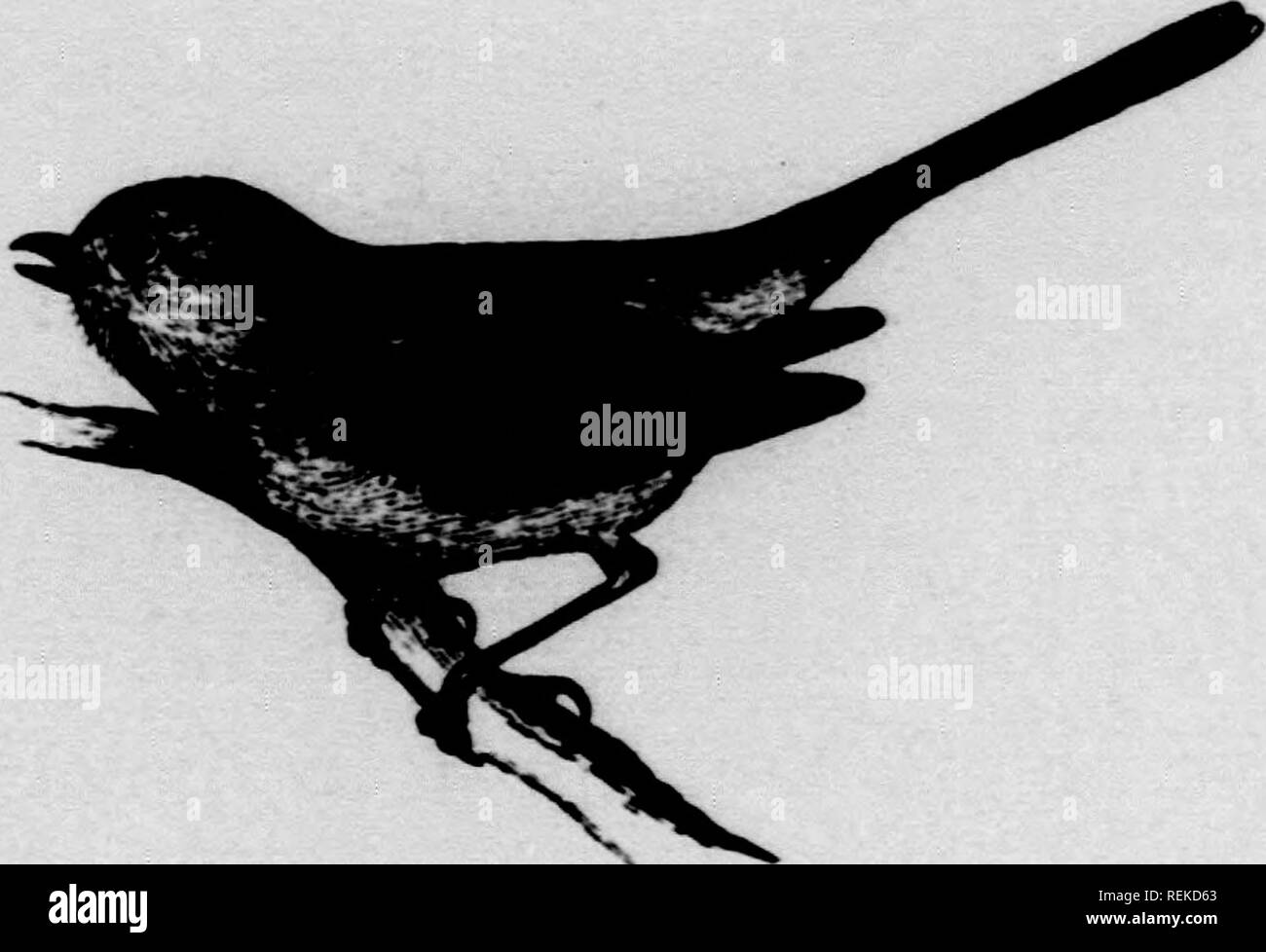 . A history of North American birds [microform] : land birds. Birds -- North America; Ornithology -- North America; Oiseaux -- Amérique du Nord; Ornithologie -- Amérique du Nord. PARID.E — THE TITMICE. IQU Fsaltriparus minimus, var. minimus, Bonap. LEAST BT78H-TIT1COUSE. Pants minhmis, Towxmkxp, J. A. N. So. VII, ir, 1837, 100. — AuD. Orn. Biog. IV, 1838, 382, i»l. ccclxxxii, tigs. 5, 6. - Ib. Birds Am. II, 1841, 160, pi. cxxx. Pixcllc minima, Bon. Consp. 1850, 230. P.-uiItria minima. Cassis, Illust. 1853, 20. Psaltriparus minimm. Box. C. K. XXXVUI, 1854, 62. — B.vuiD, Birds X. m. 1858, 397;  Stock Photo