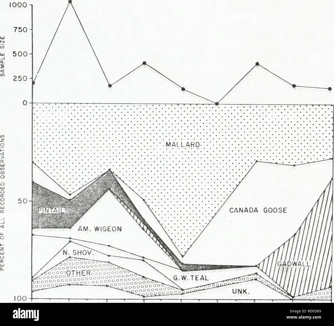 . Circle west wildlife baseline study : final report . Zoology; Game and game-birds. BIRD COMMUNITY PARAMETERS Waterfowl Communities Ha River, small s marshes River p Shupe p work wa Within Nelson bitat. Wetland habitats in the study areas are limited to the Missouri the Big Dry Arm of Fort Peck Reservoir, streams and stream pools, numerous tockponds, and, along the Missouri River floodplain, a few cattail-bulrush Glacial potholes are lacking. Fort Peck Reservoir and the Missouri rovide the most heavily-used waterfowl habitat in the area (Carlson p.c, c.)- These two areas, however, were not st Stock Photo