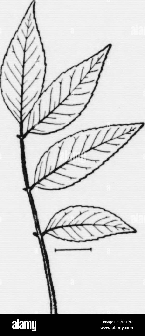 . Illustrated key to the wild and commonly cultivated trees of the northeastern United States and adjacent Canada [microform] : based primarily upon leaf characters. Trees; Trees; Arbres; Arbres. Fig .00. Black .sh. r^^â ^^7- Red .sh. in the mountains. (Fig. 266.) Black Ash, Hoop Ash, Basket Ash, Brown Ash, Swamp Ash, Fraxinus nigra Marsh. 203. Leaflets green above, pale beneath. Leaf axis (rhachis) usually without reddish wool. Cult. Native in Eurasia. (Fig. 268.) European Ash, trdxinus txiaon/f i-.. Please note that these images are extracted from scanned page images that may have been dig Stock Photo