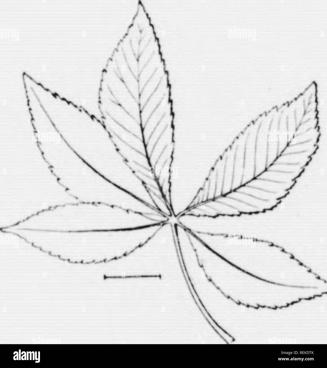 Buckeye leaf Black and White Stock Photos &amp; Images - Alamy