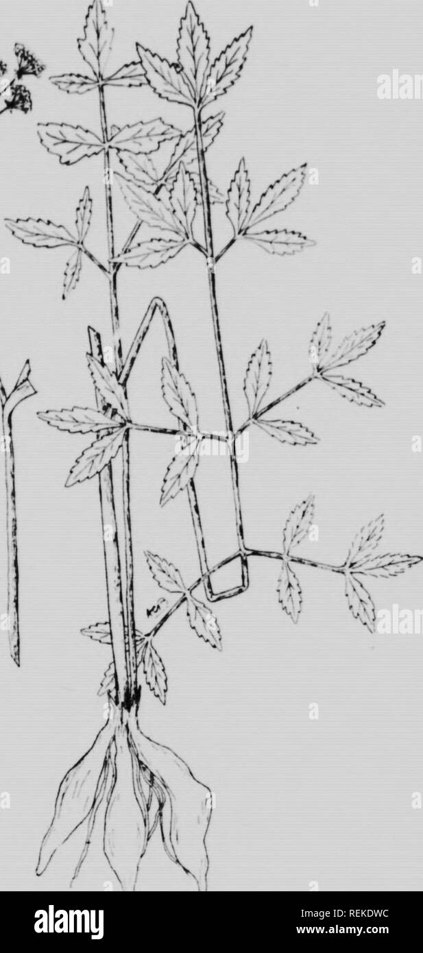 . Weeds of Ontario [microform]. Weeds; Weeds; Mauvaises herbes; Mauvaises herbes, Lutte contre les. ^'m. I'M Fig. 32. Spotted Cowbane or Water Hemlock (Cicuta viacaXata). 'is^%^i^SS^mt^^^'^^-^£3^=^S&gt;f'''^Q:zin^^^:'^^-&amp;'^. Please note that these images are extracted from scanned page images that may have been digitally enhanced for readability - coloration and appearance of these illustrations may not perfectly resemble the original work.. Howitt, J. E. (John Eaton), 1880-1966; Harrison, F. C. (Francis Charles), b. 1871; Lochhead, William, 1864-1927; Ontario Agricultural College. [Toront Stock Photo