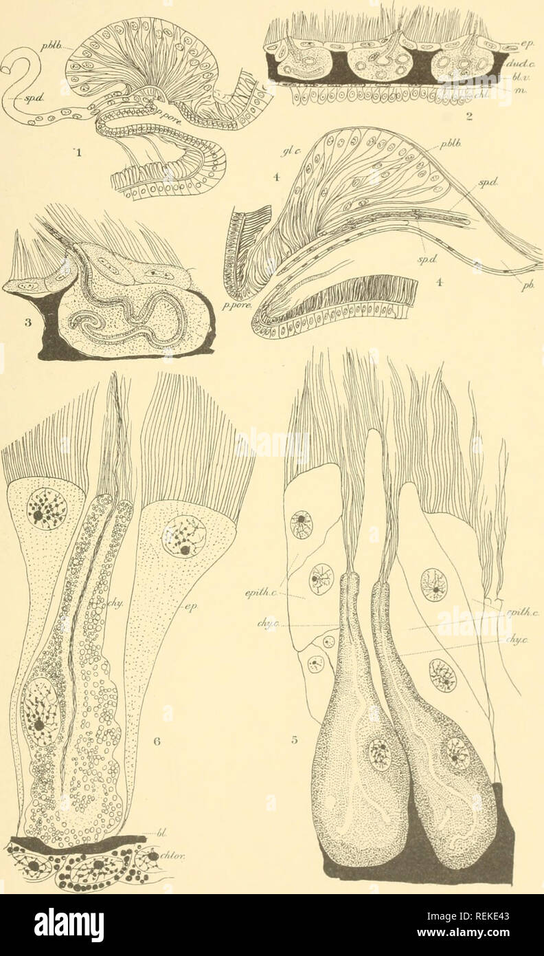 . Enchytræidæ of the west coast of North America. Enchytraeidae; Annelida. HAE, VOL XII. PLATE XVI.. GUSTAV EISEH.DEL ENCHYTR/EID/E Fridericia sonor/e, 1,2.3. Fridericla sant^ros^ 4. 5. Fridericia johnsoni. 6.. Please note that these images are extracted from scanned page images that may have been digitally enhanced for readability - coloration and appearance of these illustrations may not perfectly resemble the original work.. Eisen, Gustavus A. , 1847-1940; Washington Academy of Sciences (Washington, D. C. ); Harriman Alaska Expedition (1899). New York : Doubleday, Page Stock Photo