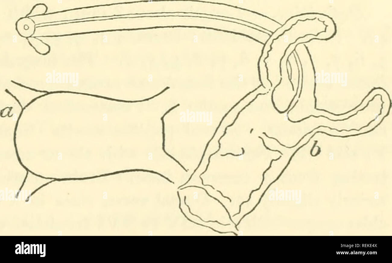 . Enchytræidæ of the west coast of North America. Enchytraeidae; Annelida. Fig. 77. Frtdericia santcebarbarce. Locality. — Two specimens from Santa Barbara, California, May, 1898. In garden soil. The specimens being in poor state of preser- vation made it impossible to ascertain the structure of the chylus cells, FRIDERICIA POPOFIANA sp. nov. Text-figs. 78 and 79. Definition.—Length about 18 mm., width .5 mm. Somites over 45. Setae four in a fascicle, the inner ones smaller. Prostomium blunt, rounded, slightly rugose. Clitellum small, not prominent, XII and XIII. Copulatory papillse small. Pep Stock Photo