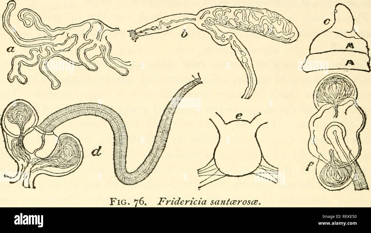 . Enchytræidæ of the west coast of North America. Enchytraeidae; Annelida. ii6 EISEN Chylus cells In the somites posterior to clitellum are long and nar- row, and open between larger ciliated epithelial cells. Setce are in fascicles of from four to six. The inner ones are shorter. Sometimes there are three setae in one-half of the fascicle and only two in the other.. Fridertcia sanicerosce. Spermatheca contains as a rule only two large diverticles, but in one specimen I found the large diverticle of one side replaced by three smaller ones. FRIDERICIA SANT^BARBAR^ sp. nov. Text-fig. 77. Definit Stock Photo