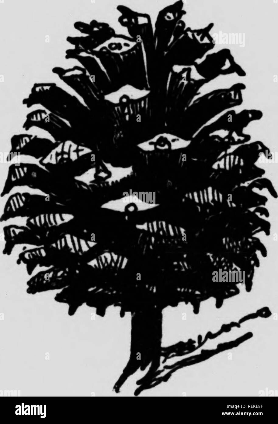 . The forester's manual, or, The forest trees of Eastern North America [microform]. Trees; Arbres. Ykllow Pine, Spruce Pine, Short-I.eaved Pine, Bull Pine. (Pinus echinata) A forest tree, up to loo feet high. Leaves 3 to 5 inches long, and in bunches of 2's or 3's; cones about 2 inches long. Wood heavy, strong, orange; a cubic foot weighs 38 lbs. Valuable timber.. Please note that these images are extracted from scanned page images that may have been digitally enhanced for readability - coloration and appearance of these illustrations may not perfectly resemble the original work.. Seton, Ernes Stock Photo