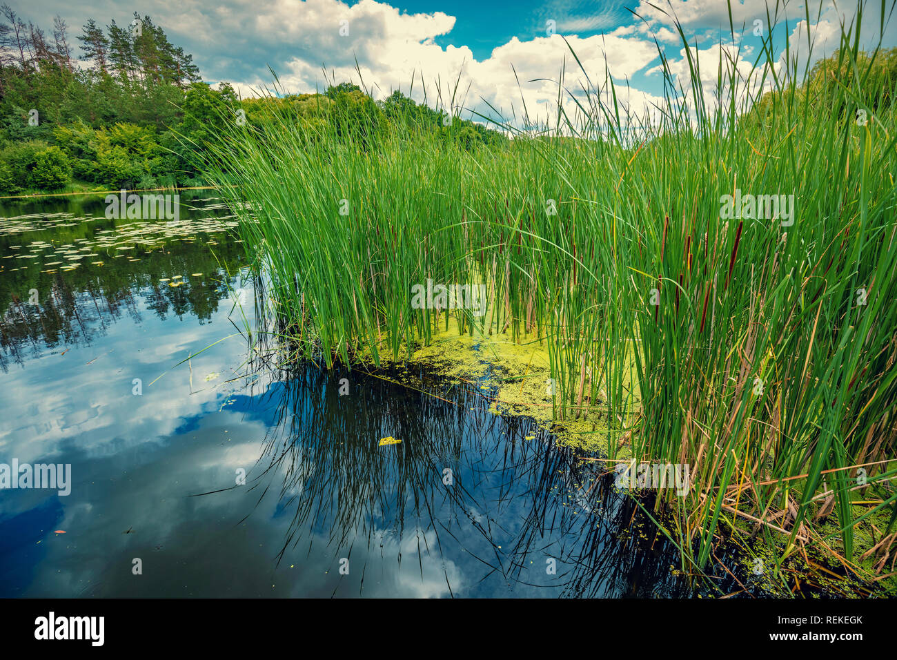 Lake shore with tall sedge grass in summer Stock Photo