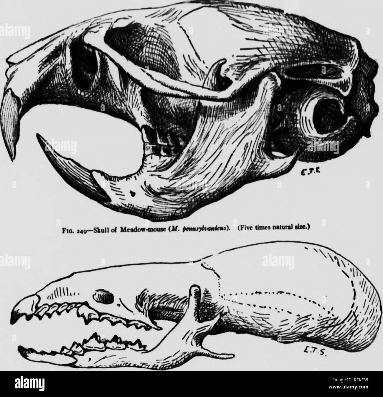 Life Histories Of Northern Animals Microform An Account Of The Mammals Of Manitoba Mammals Mammals Mammiferes Mammiferes Iwl Fti 1 I Quot V Low Life Historic8 Of Northern Animals Popotamus