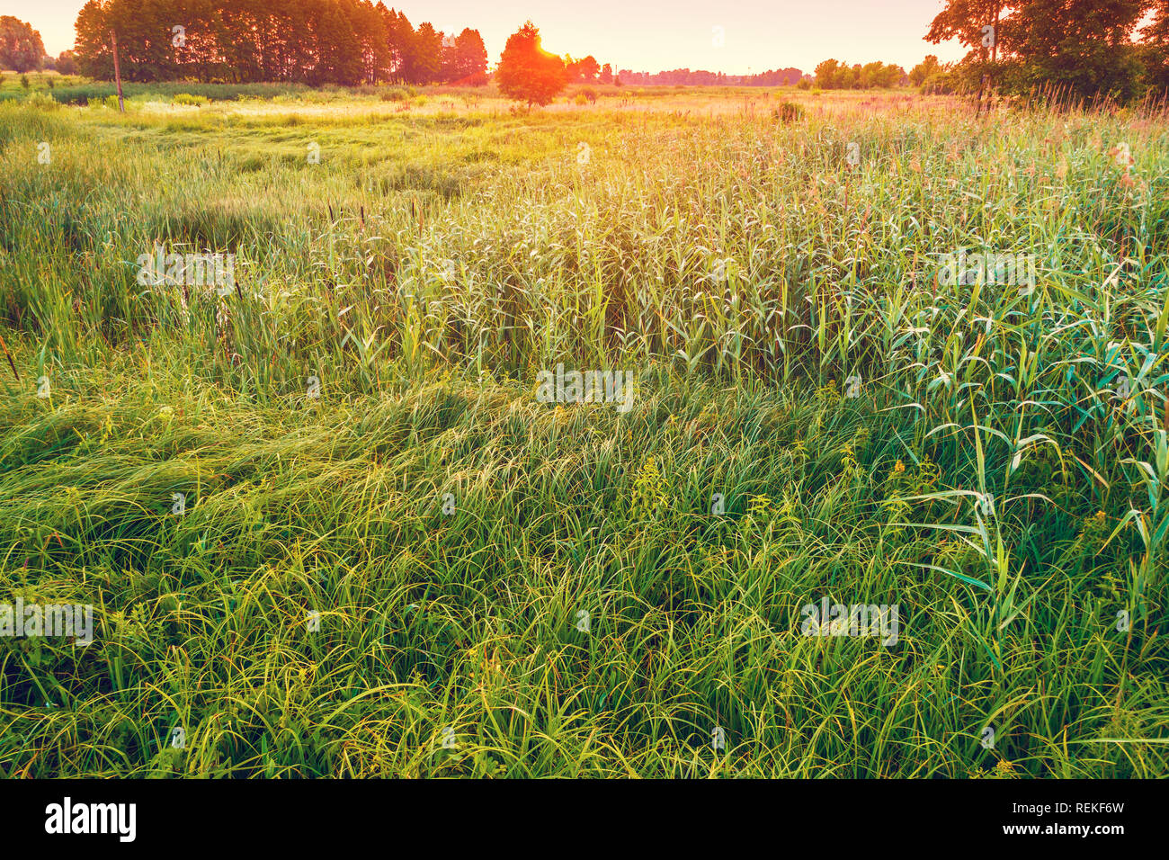 Rural landscape, green field in summer evening Stock Photo - Alamy
