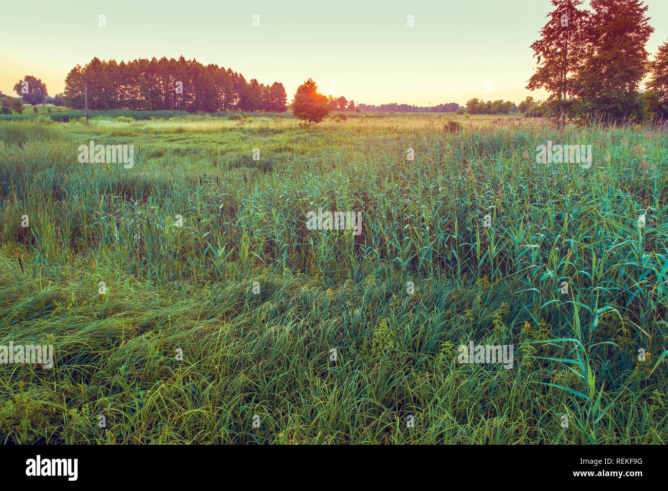 Rural landscape green field hi-res stock photography and images - Alamy