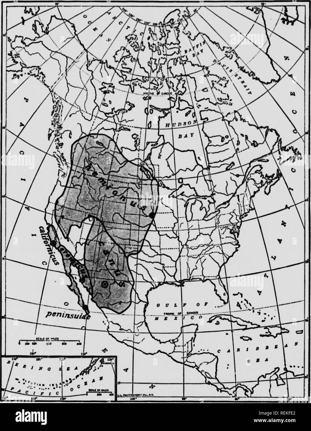 Life-histories of northern animals [microform] : an account of the mammals  of Manitoba. Mammals; Mammals; MammifÃ¨res; MammifÃ¨res. MAP 6âPRmrnvB  rahgb of thb mdlb blacktail aud its five races. CXAxm/dU Amfanu (SUt.)