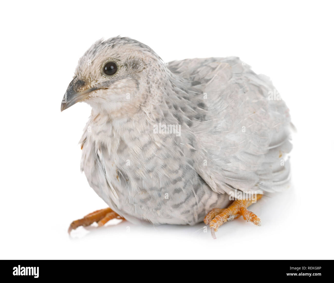King quail in front of white background Stock Photo