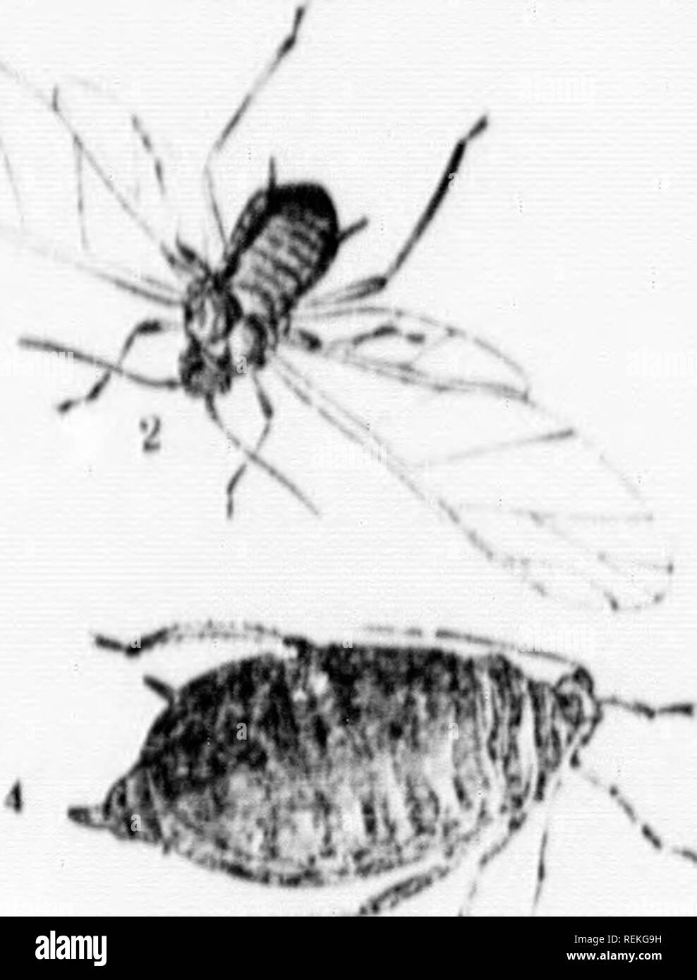 . Recent additions to the list of injurious insects of Canada [microform]. Insects pests; Agricultural pests; Insectes nuisibles; Ennemis des cultures. li'. â,,,â,âlM/..'Hn.l.'i.laWea. llic tont in Caiwi.Ui. A lew yÂ»MU's ivjro (IHO'i). hÂ«)Wovcr,ivuotl&quot;i't wâH nui.lo to i,.tn&gt;.l...-o ilorHo HouKH into cuUivalion for uso !is!iliiu'i&gt;lyÂ»'Â«'VÂ«^&quot;&quot;&quot;'*^'&quot;^'^'''' pl-int It wivsnotl()i&gt;i,'(lÂ«''-^) l,oto,vtlu.vvoll known lu'Hl of ,1,.. Uro:ul aiwl ll'-rsc Bc-iins, th.-'Uhuk iÂ»..ii.irm&quot;nfr,n2:- lish t:irn&gt; r., nni.io it. ai^lK-iir- ,^â(,e. :ina was ono d t Stock Photo