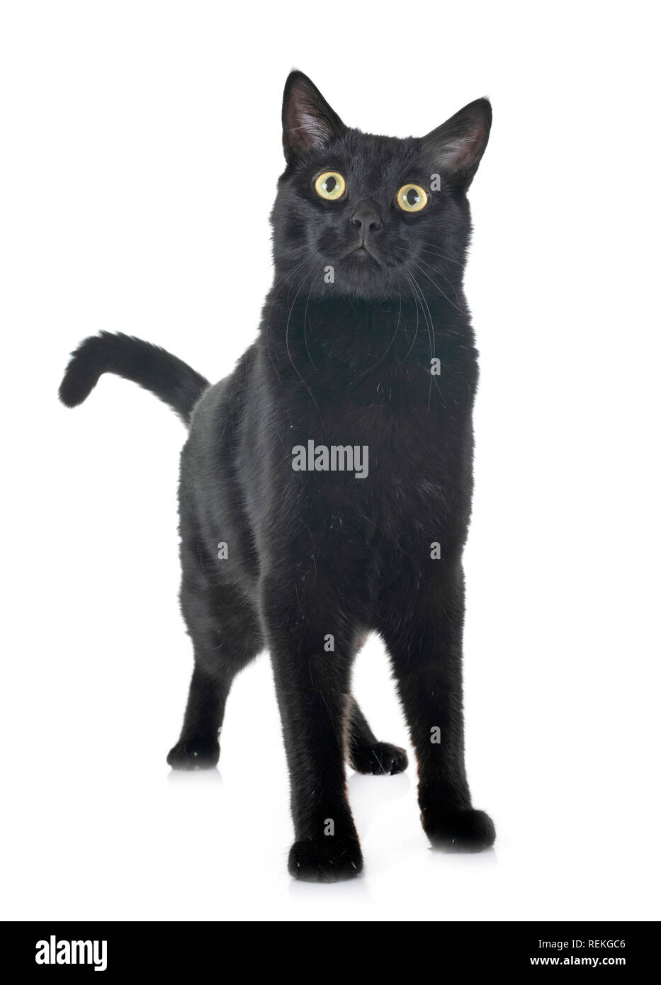 Cute black kitten in studio hi-res stock photography and images