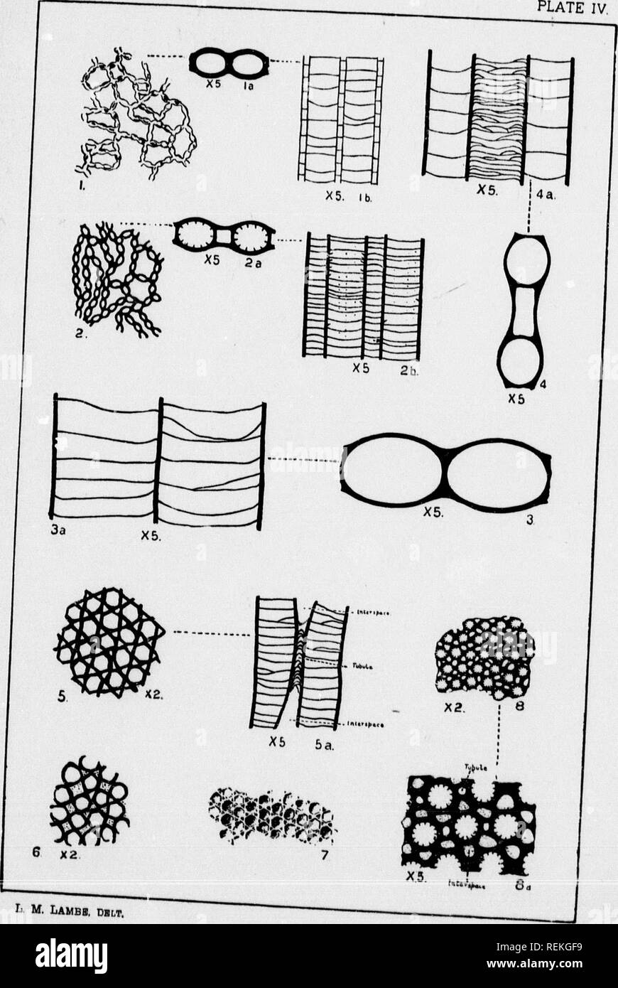 . Contributions to Canadian palaeontology [microform] : volume IV. Corals, Fossil; Paleontology; Coraux fossiles; PalÃ©ontologie. CONTR TO CAN. PAL, VOL IV PLATE IV 59). lliten, of a large smith of ]5lue he natural size, oorallitea and 80 k la Barbe, â¢lowing their leptal spineH. &quot;0 mouth of tiiral size. i-om L'Anse nt dfnclop. allties and from the triang'ilivr he section shows an th nearly &lt;â Twice it side of len from g, Que.. L M. Lambb, Dblt,. Please note that these images are extracted from scanned page images that may have been digitally enhanced for readability - coloration and a Stock Photo