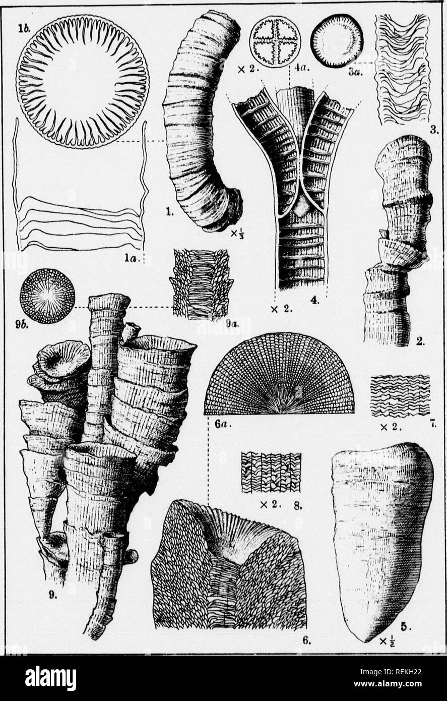 . Contributions to Canadian palaeontology [microform] : volume IV. Corals, Fossil; Paleontology; Coraux fossiles; PalÃ©ontologie. vlyx. la Uarbc, (.Ino. uildiiip ; twice I&quot;' of tlic new 1' niitiiral .size. )â If till' natural I'liiii till' Hainc iiul the iHiorly 1 fioiii Si)uth- fiimi I'ortagi! Juruii. Twice 5). CONTR, TO CAN. PAL. VOL IV 0 ^t PLATE X. L. M. Lam BL.,DEL. Please note that these images are extracted from scanned page images that may have been digitally enhanced for readability - coloration and appearance of these illustrations may not perfectly resemble the original work..  Stock Photo