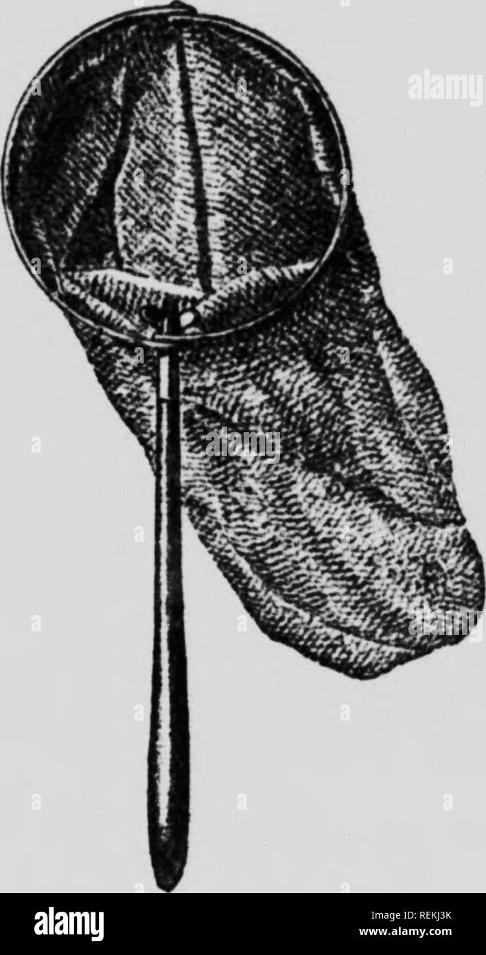 . The insect book [microform] : a popular account of the bees, wasps ...