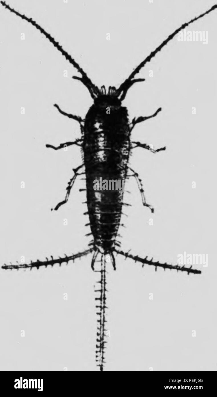 . The insect book [microform] : a popular account of the bees, wasps ...