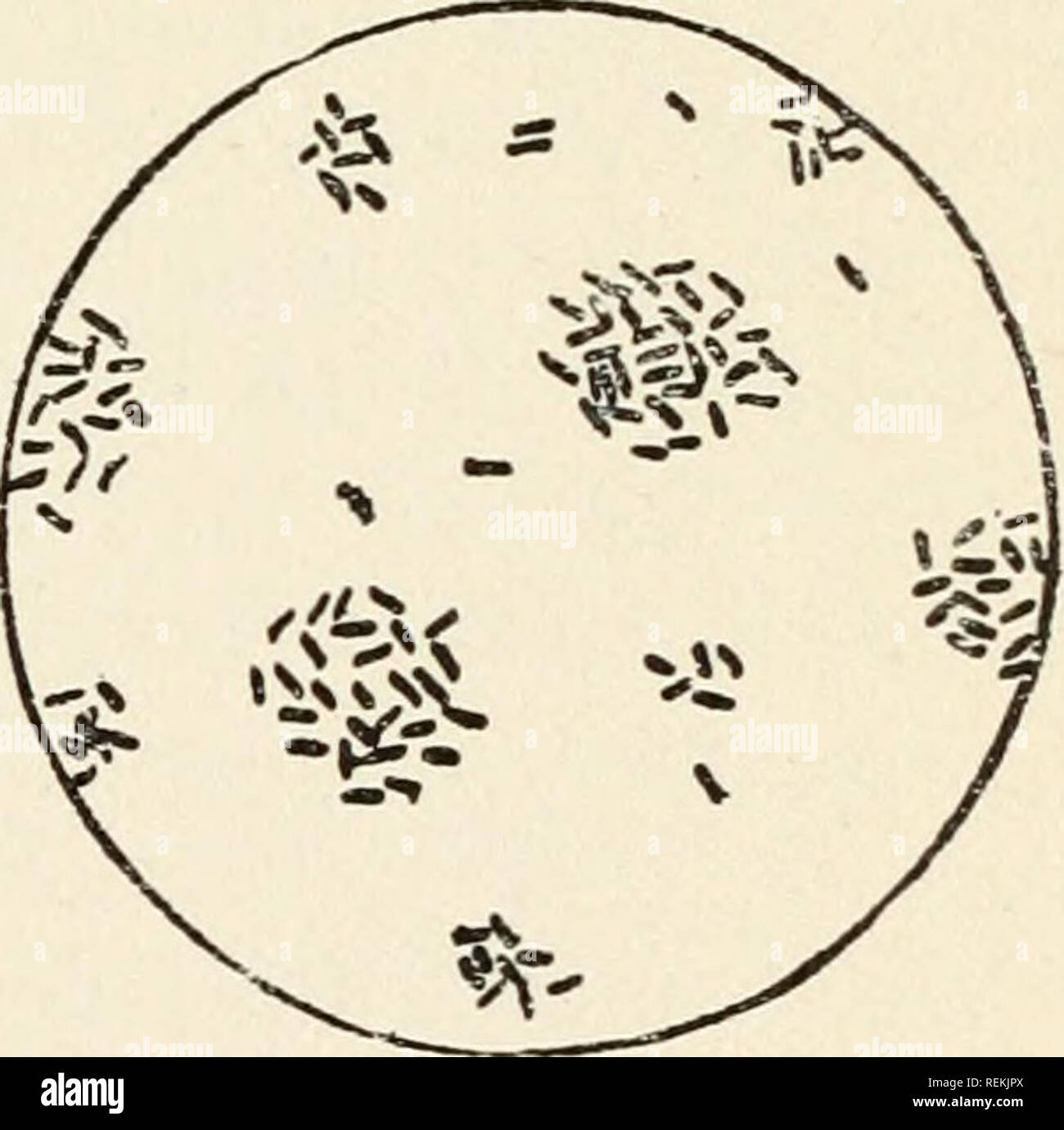 . Clinical bacteriology and vaccine therapy for veterinary surgeons. Veterinary bacteriology; Vaccines. Fig. 29.—Agglutination of Bacteria (Jowett) A, Bacteria evenly distributed ; B, Bacteria agglutinated by own ends—a very improbable presumption. Allen is of opinion, however, the bacteria are gathered into clumps in the manner just described, so that they may be caught up in the various tissues, such as the liver, the spleen, and lymphatics, where the immunizing bodies are generated, and their destruction thereby brought about. Widal first suggested using this agglutinating power for diagnos Stock Photo