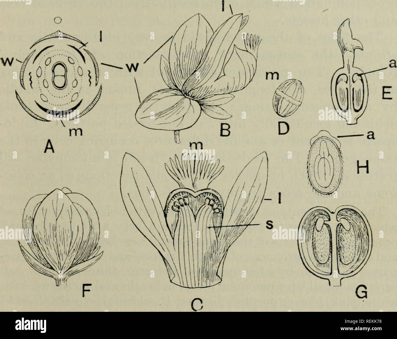 . The classification of flowering plants. Plants. POLYGALACEAE 303