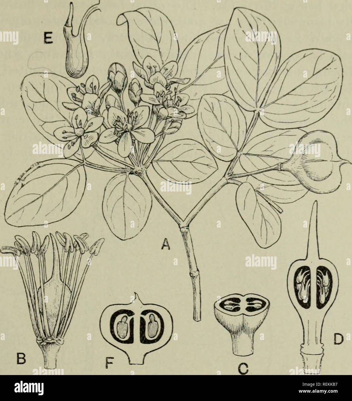 . The classification of flowering plants. Plants. ZYGOPHYLLACEAE 281. Fig. 136. Guaiacum officinale. A. Small shoot bearing inflorescence and one fruit, X f. B. Flower with sepals and petals removed, x 3. C. Ovslty cut across, x 4. D. Pistil cut lengthwise, x 4. E. Ovule much enlarged. F. Fruit cut lengthdse, nat. size. (After Berg and Schmidt.) (From Flor. Jam.) Family VII. MALPIGHIACEAE A tropical family of woody plants, mostly lianes, bvit including also small trees and shrubs, and in some cases, as in the genus Camarea (dry parts of Brazil), low-growing small-leaved xerophytic shrubs wit Stock Photo