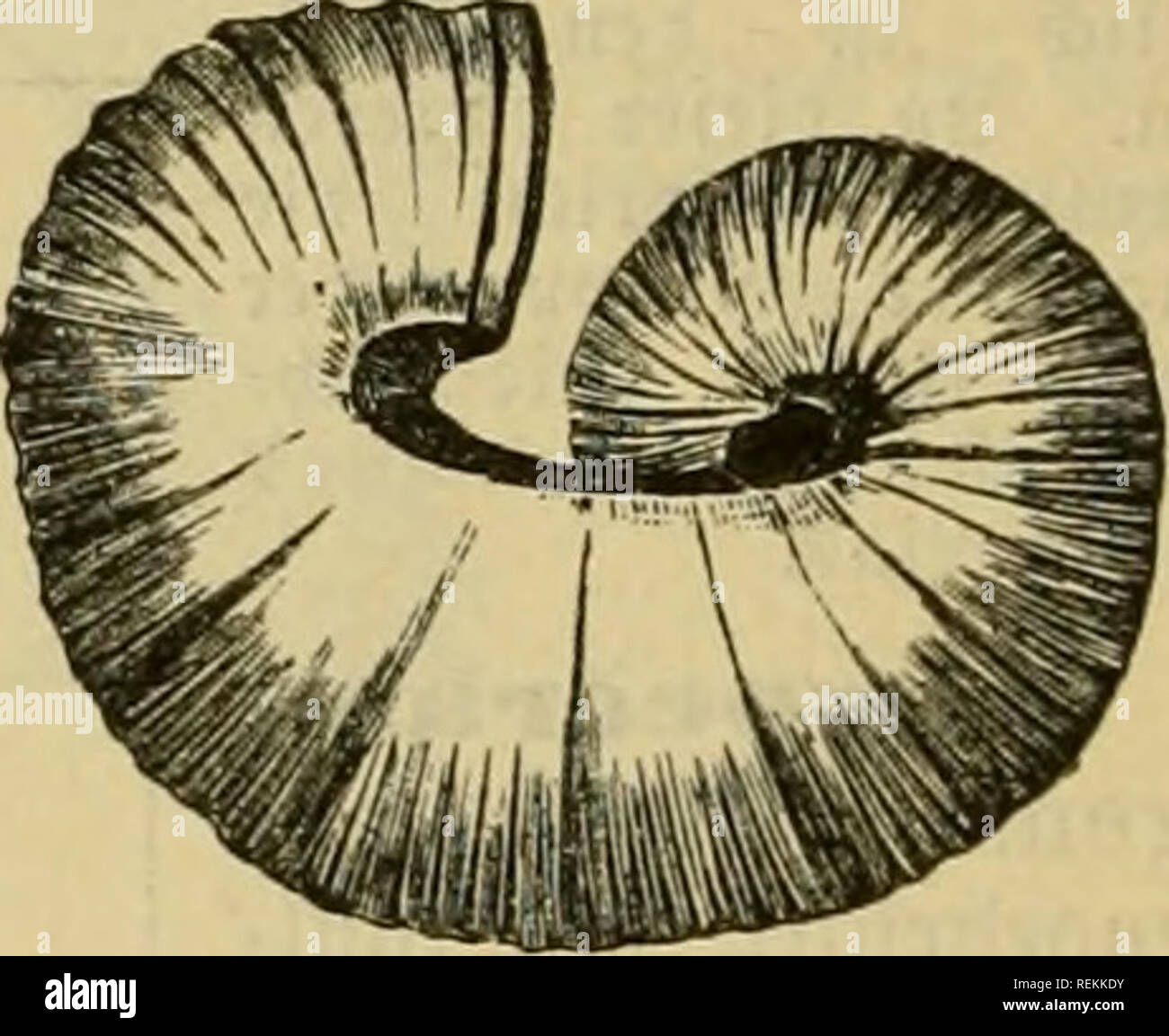 . Dr. Johannes Leunis Synopsis der thierkunde. Ein handbuch fÃ¼r hÃ¶here lehranstalten und fÃ¼r alle, welche sich wissenschaftlich mit der naturgeschichte der thiere beschÃ¤ftigen wollen. Animals. 850 3ooIogie ober ^Jaturgcf^icbtc beS 3;f)terveic^Ã¶. Â§. 6G-4. 5. ^. HarilOeeratlilae'-'(Â§. 659,5.). a)tÃ¼nbung mit mc^r ober nienigcr cntnncfclteti, feitlid)en Ot)vfort[Ã¤ljen; D^aijtÃ¼nie mit ipiUft^Ioben; Obcr= flÃ¤die ber @d)ak mit geraben ober gebogenen Sxippen; 2lpt^c^u8 foltig, au8 juici Â©tiicfen, gcfurd)t. 3 Â©attungen mit 250 Wirten. 1. Harpoceras'^ Waagen, Â©c^ale sufammengebrÃ¼cft, geti Stock Photo