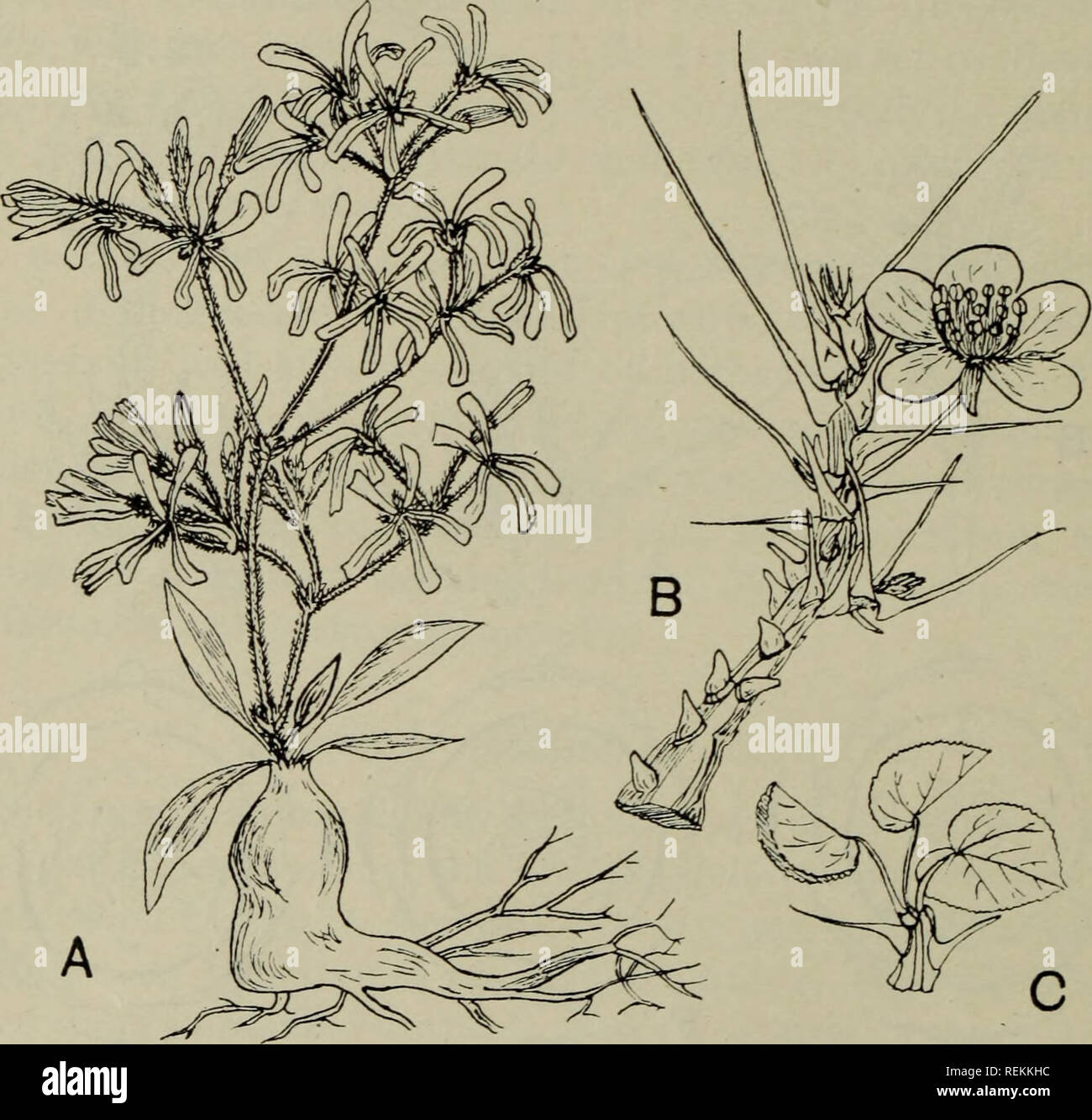 . The classification of flowering plants. Plants. 270 FLOWERING PLANTS bud and free, except in