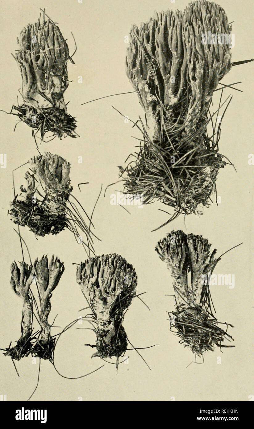 . The clavarias of the United States and Canada. Clavaria. PLATE 69. Clavaria abietina. Large form of pines. B. No. 91.. Please note that these images are extracted from scanned page images that may have been digitally enhanced for readability - coloration and appearance of these illustrations may not perfectly resemble the original work.. Coker, William Chambers, 1872-1953. Chapel Hill, N. C. , The University of North Carolina press Stock Photo