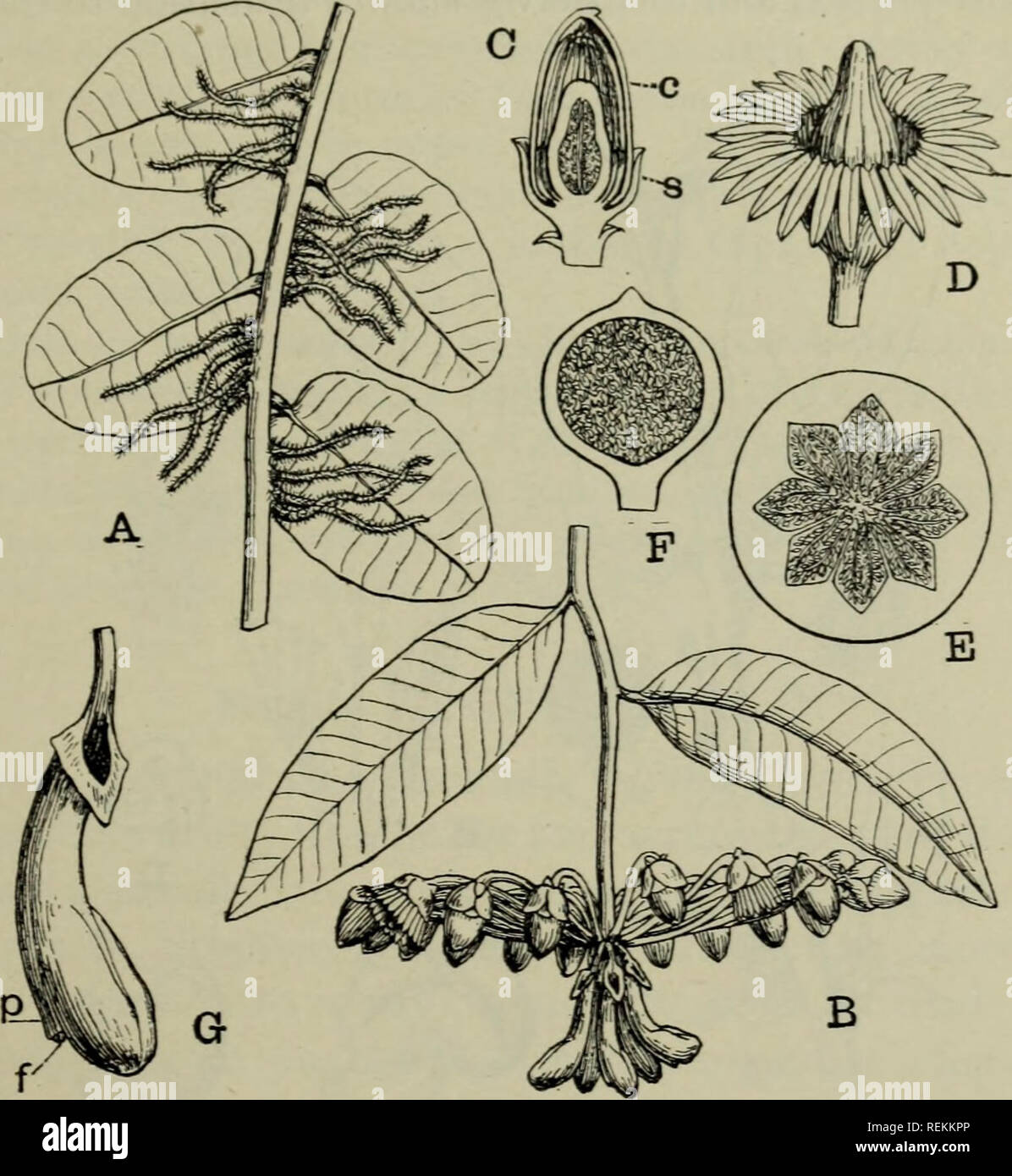 . The classification of flowering plants. Plants. MARCGRAVIACEAE 237 two previously unknown species in British Guiana, throws doubt on this. He points out that the nectaries are so arranged that birds tend to approach the inflorescences from above and do not become coated with pollen. Furthermore, in the two species described and figured by him, the stamens dehisce before the corolla falls, at which time the stigma is coated with pollen; he suggests that the flowers are self-fertile.. Fig. 114. Marcgravia Brownei. A. Portion of climbing shoot, shewing under- side of leaves next the supporting  Stock Photo