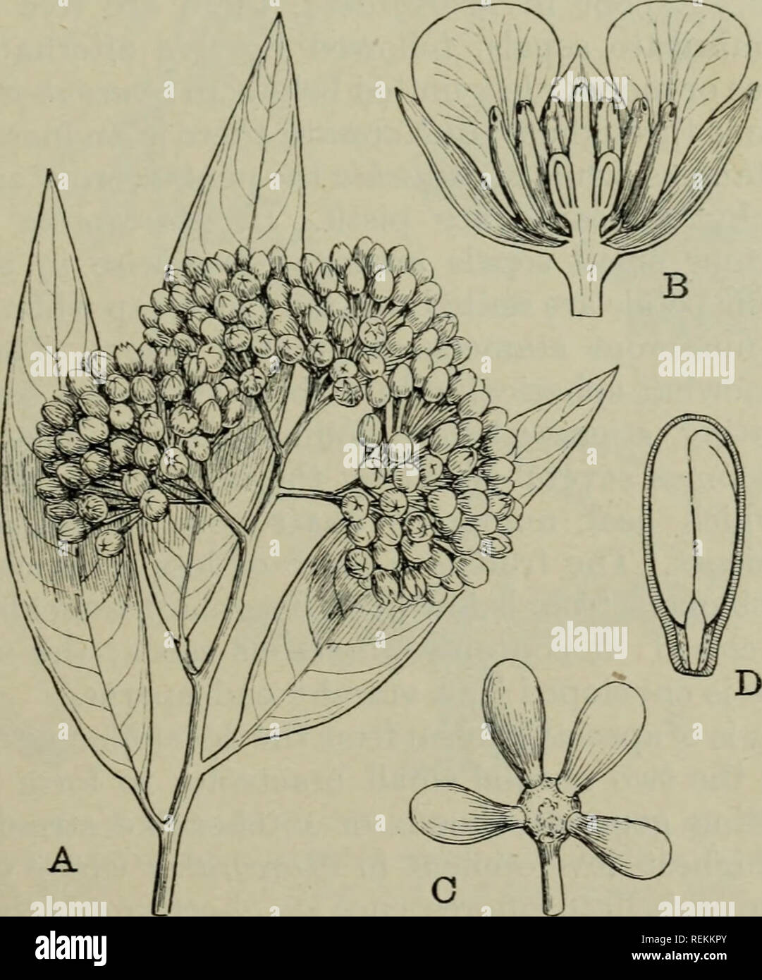 . The classification of flowering plants. Plants. OCHNACEAE 235 is axile, otherwise it is parietal. In Ochna and Ouratea there is a single ascending ovule in each chamber, but generally the ovules are numerous; the raphe is always ventral. The fruit consists of a cluster of drupes in Ochna and Ouratea, but is generally a few- to many-seeded dry fruit, indehiscent or splitting septicidally. In Lophira, a monotypic genus from tropical Africa, the two outer sepals become much elongated in the fruit forming a wing which ensures distribution (compare Dipterocarpaceae). The seeds are large and ^vith Stock Photo