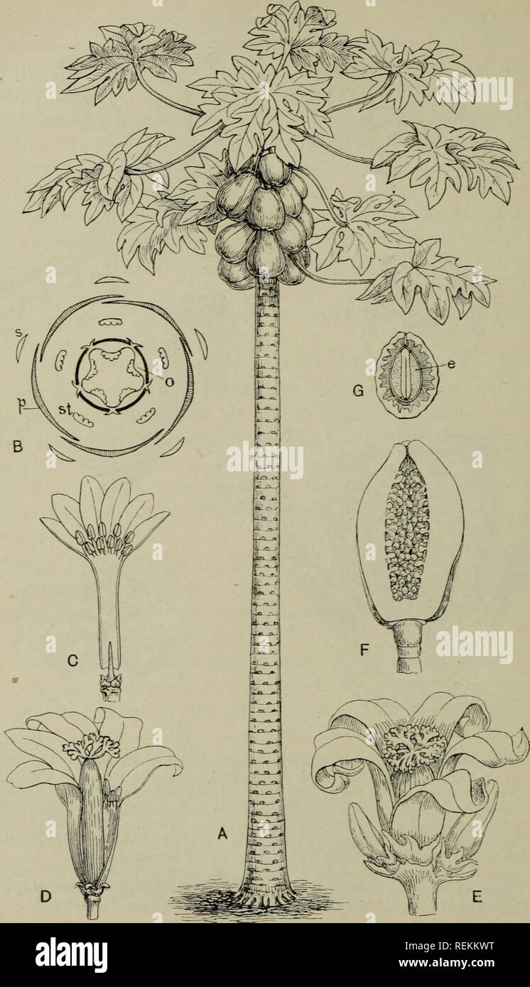 The Classification Of Flowering Plants Plants 214 Flowering Plants Fig 104 Carica Papaya A Female Tree Bearing Fruit Much Reduced B Dia Gram Of Bisexual Flower S Sepal P Petal St