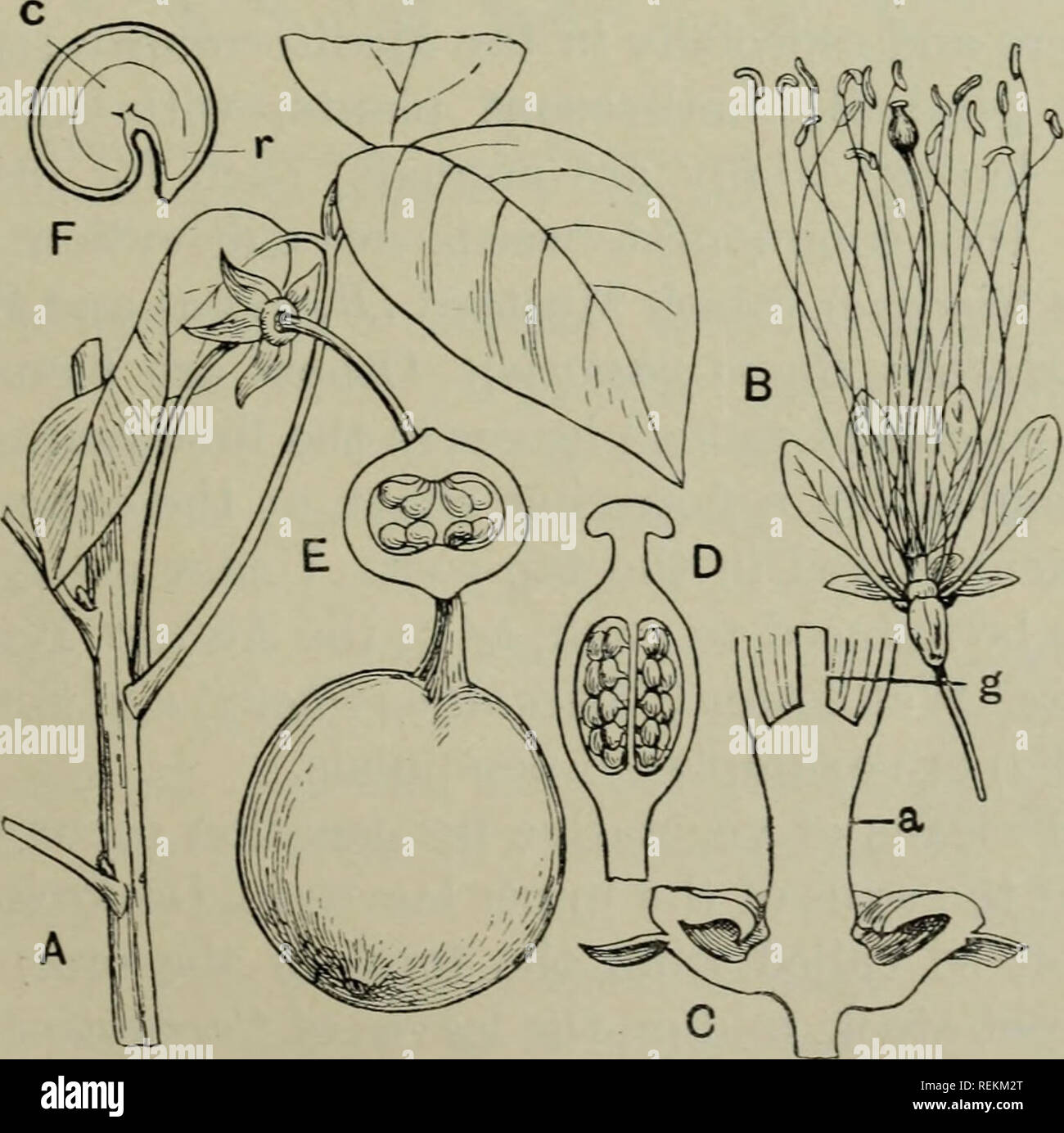 . The classification of flowering plants. Plants. Fig. 82. Polanisia viscosa. A. Portion of flowering branch, nat. size. B. Flower with sepals, petals and most of the stamens removed, x 2. C. Ripe fruit, nat. size. D. Seed, enlarged. (From Flor. Jam.). Fig. 83. Crataeva Tapia. A. Portion of branch shewing leaf and fruit, x f. B. Flower, X f. C. Receptacle cut lengthwise, x 5; a, androgjTiophore; g, gynopliore. D. Ovary cut lengthwise, x 5. E. Ovary cut across, x 6. F. Seed cut lengthwise, x 1^; c, cotyledons; r, radicle. (From Flor. Jam.). Please note that these images are extracted from scann Stock Photo