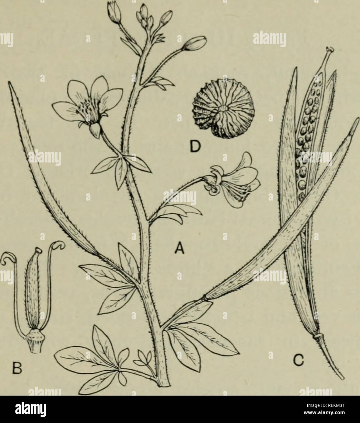 . The classification of flowering plants. Plants. CAPPARIDACEAE 175. Fig. 82. Polanisia viscosa. A. Portion of flowering branch, nat. size. B. Flower with sepals, petals and most of the stamens removed, x 2. C. Ripe fruit, nat. size. D. Seed, enlarged. (From Flor. Jam.). Please note that these images are extracted from scanned page images that may have been digitally enhanced for readability - coloration and appearance of these illustrations may not perfectly resemble the original work.. Rendle, A. B. (Alfred Barton), 1865-1938. Cambridge, University press Stock Photo