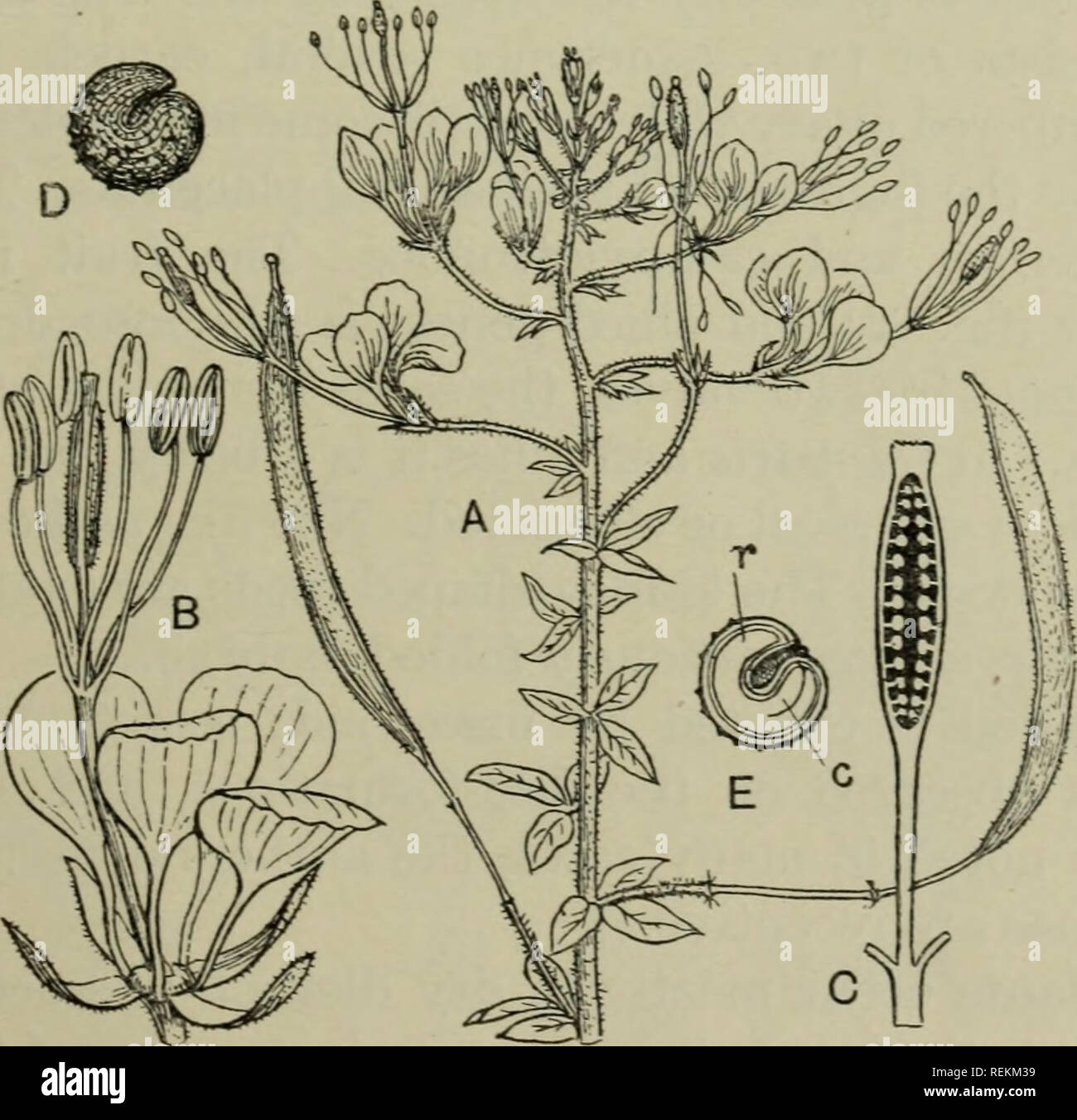 . The classification of flowering plants. Plants. ABC Fig. 80. Floral diagrams of A, Cleome tetrandra; B, C. spinosa; C, Polanisia graveolens; d, disc. (After Eichler and Pax.). Fig. 81. Gynandropsis peniaphylla. A. Portion of flowering branch, x |. B. Flower, x 3. C. Ovary cut lengthwise, x 4. D. Seed, x 7. E. Seed cut lengthwise, x7; r, cotyledons; r, radicle. (After A. Gray.) {Yrom Flor. Jam.) the flower. Lateral outgrowths of the axis are also frequent in the form of swellings, discs or tubular structures, generally in a median position, either inside or outside the corolla (fig. 8'}, B, C Stock Photo