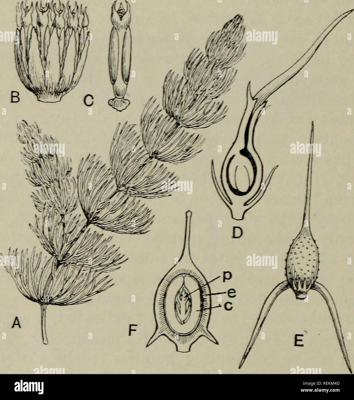 . The classification of flowering plants. Plants. 162 FLOWERIXG PLAXTS (2) Lyon, H. L. &quot;Observations on the Embryogeny of Selumho.'&quot; Min- nesota Botanical Studies, n, 643 (1901). (3) Cook, M. T. Bull. Torrey Botan. Club, xxix, 211 (1902). See also Conard, H. S. &quot;The Waterhlies. A Monograph of the genus Nymphaea.'' Carnegie Institution, Washi?igton, 1905. Family XII. CERATOPHYLLACEAE A small family containing one genus, Cer.atopliyllum, with three species of rootless submerged water-plants with whorls of simple much dissected leaves and miisexual flowers. The hjrpogynous perianth Stock Photo