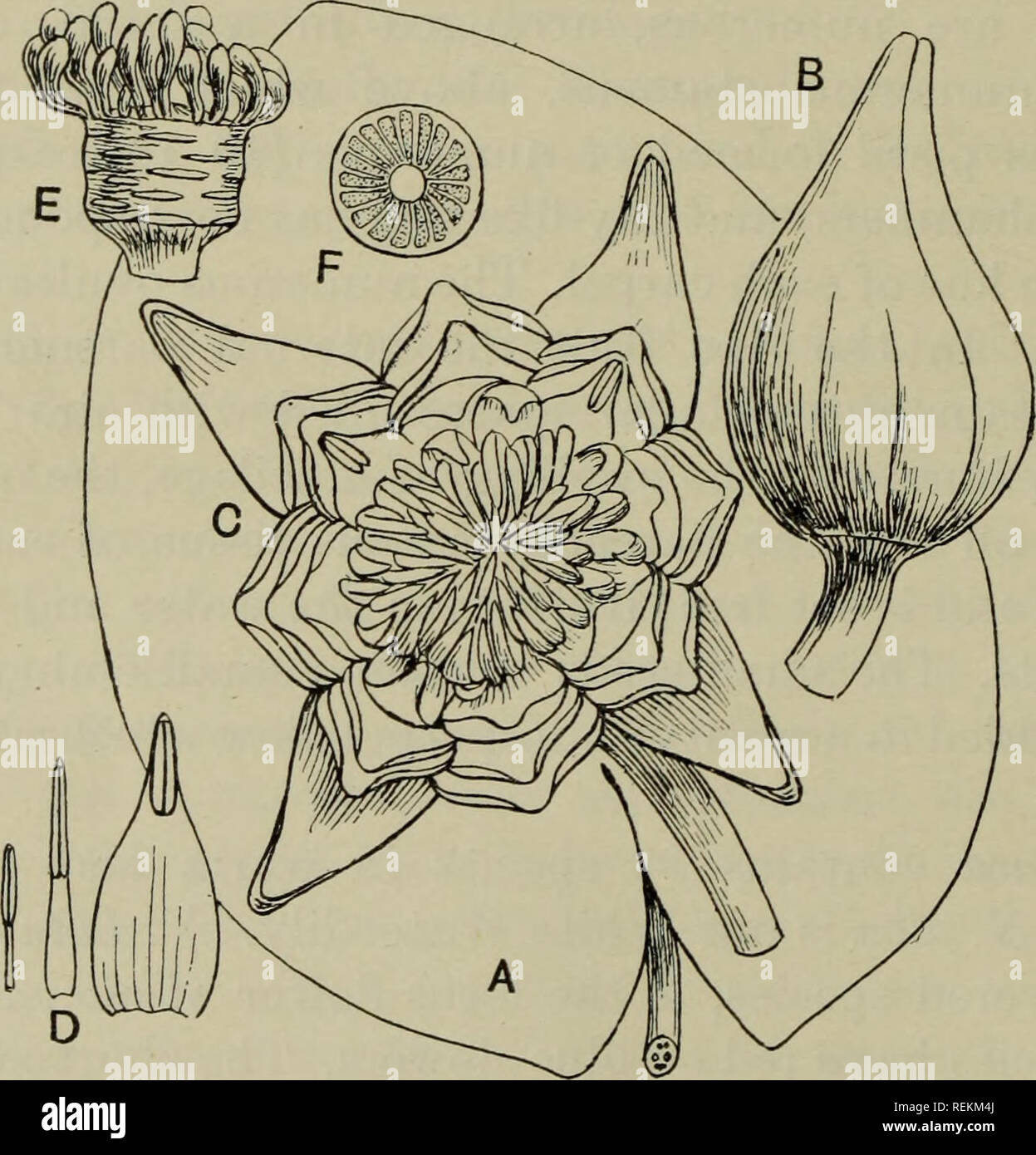 Apocarpous ovary hires stock photography and images Alamy
