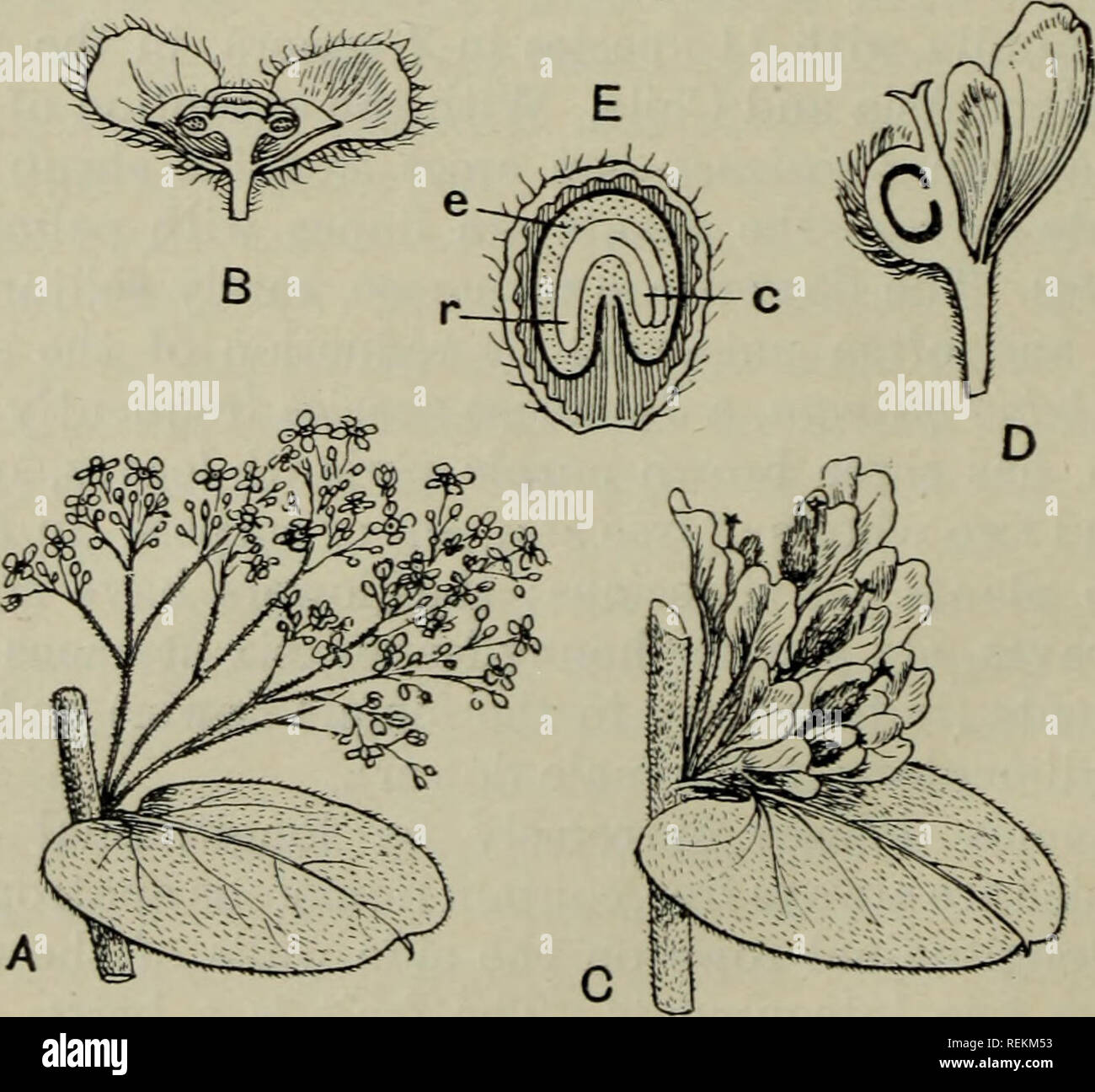 . The classification of flowering plants. Plants. Fig. 72. Hyperbaena domingensis. A. Portion of stem with flowers and ripe fruit, X f. B. Male flower with one of the interior sepals bent back, x 10. C. Stamen, x 30. D. Female flower, x 10. E. Pistil from female flower, x 60. F, G. Embryo, x f; c, cotyledons; r, radicle. (A, F, G after Miers; B-E after Eichler.) (From Flor. Jam.). Fig. 73. Cissampelos Pareira. A. Male inflorescence, x f. B. Male flower m section, x 10. C. Female inflorescence, x 6. D. Female flower in section,. X 12. E. Drupe cut lengthwise, x4; c, cotyledons; e, endosperm; r, Stock Photo