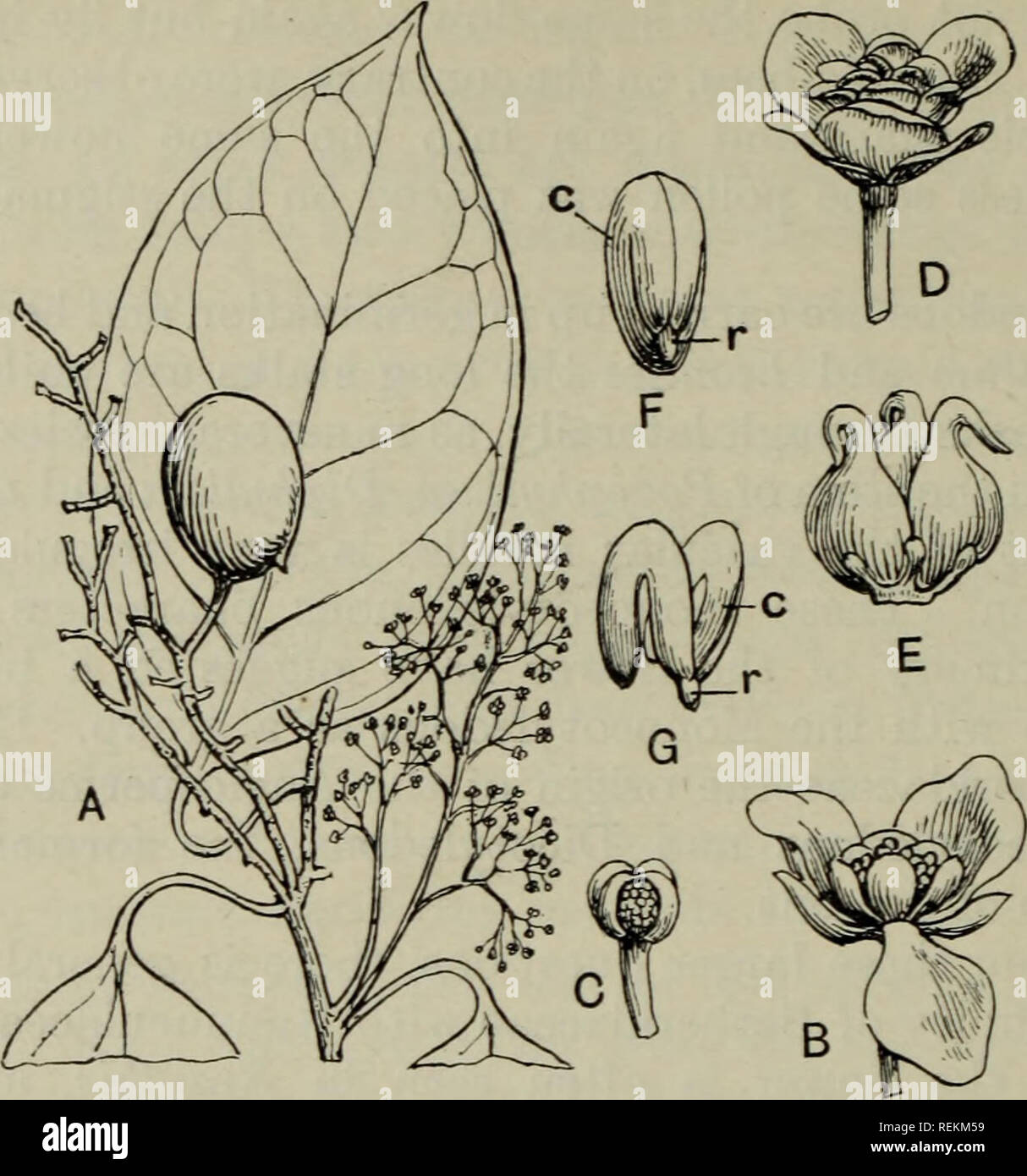 . The classification of flowering plants. Plants. 154 FLOWERING PLANTS. Fig. 72. Hyperbaena domingensis. A. Portion of stem with flowers and ripe fruit, X f. B. Male flower with one of the interior sepals bent back, x 10. C. Stamen, x 30. D. Female flower, x 10. E. Pistil from female flower, x 60. F, G. Embryo, x f; c, cotyledons; r, radicle. (A, F, G after Miers; B-E after Eichler.) (From Flor. Jam.). Please note that these images are extracted from scanned page images that may have been digitally enhanced for readability - coloration and appearance of these illustrations may not perfectly re Stock Photo
