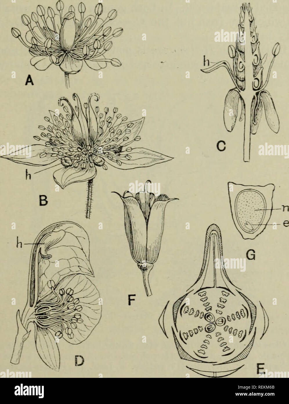 . The classification of flowering plants. Plants. RAN UNCULACE AE from a Nigella-hke flower. The stamens and carpels are spirally arranged and shew no trace of the median symmetry which is determined by the structure of the calyx and corolla. The calyx is arranged in the quincuncial whorl, so frequent in Dicotyledons, that is the second-developed sepal is median and j^osterior; in Delphinium this is spurred. There are originally, as in Nigella,. Fig. 67. A. Flower of Actaea spicata. B. Flower of Coptis trifolia. C. Flower of Myosurus minimus in vertical section. D. Flower of Aconitum Napellus  Stock Photo