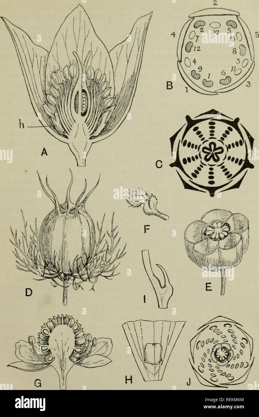 . The classification of flowering plants. Plants. RANUNCULACEAE 141. Fig. 66. A. Flower of Helleborus niger in vertical section, slightly enlarged; h, nectary. B. Diagram shewing arrangement of the androecium in an individual case of H. niger in which 7 of the 13 marginal staminal leaves have become nectaries (indicated by shading). C. Floral diagram of Aquilegia. D. Fruit of Xigella damascena with involucre of bracts, slightly reduced. E. Fruit cut transversely. F. Nectary of same. G. Flower of Ranunculus sceleratus in vertical section. H. Base of petal of R. acris. I. The same in median long Stock Photo
