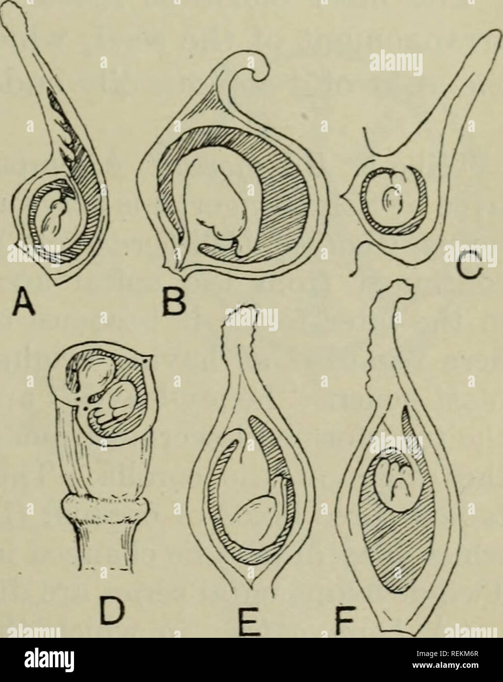 . The classification of flowering plants. Plants. RANUNCULACEAE 139 sometimes elongated into a pair of lateral stipular lobes as in Thalictrum, the Batrachium section of Ranunculus (Water Crowfoot) and others. The blade is sometimes entire; it is then narrow as in Myosurus and some species of Ranun- culus (as R. Lingua and Flammula) or cordate as in i?. Ficaria and Caltha. Generally, however, the blade is palmately lobed, divided or compomid, rarely pinnately as in Xanthorrhiza and species of Clematis. Special forms are the dissected submerged leaves of the aquatic species of Ranunculus and th Stock Photo