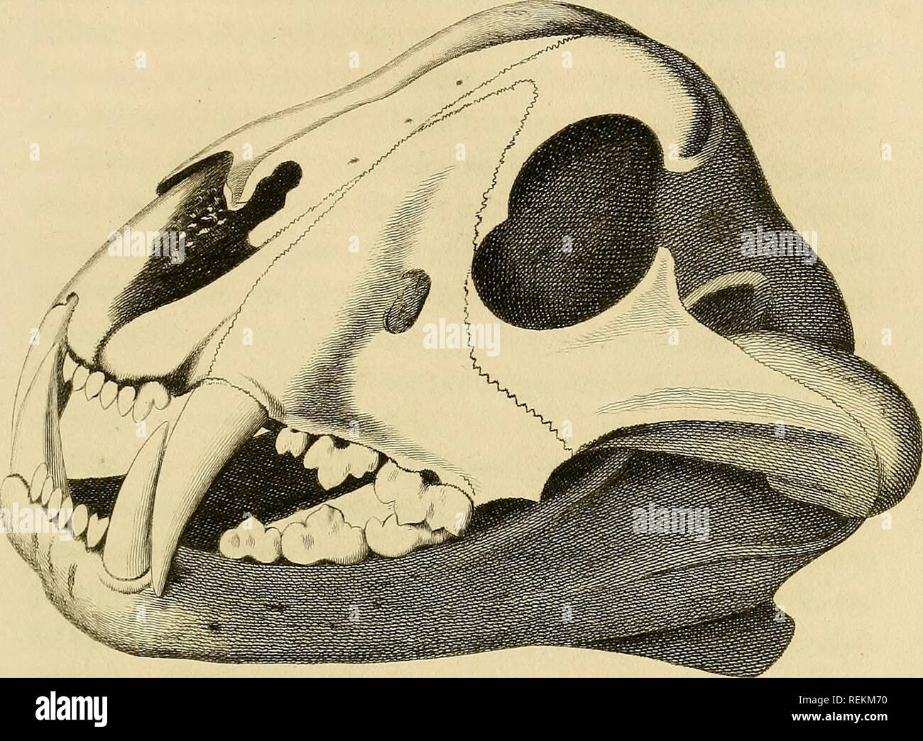 . The class Mammalia. Mammals. jS/i TiaiS'E'IHL Â©2? TMIS F IS 2k IT ?2Â»J2CI%?Â£ % ZJSi Ihe c7iee7c teeth in each jaw separately viewed. 3 The situation of the fourth cheek- tooth in tlze upper iaw. â , vu&amp;m .â â ;/â /,.â â 'âd /;iâ (â -&amp;::' B. WPuttizka: â teptCzSaj-.. Please note that these images are extracted from scanned page images that may have been digitally enhanced for readability - coloration and appearance of these illustrations may not perfectly resemble the original work.. Cuvier, Georges, baron, 1769-1832; Griffith, Edward, 1790-1858; Pidgeon, Edward; Smith, Charles Ha Stock Photo