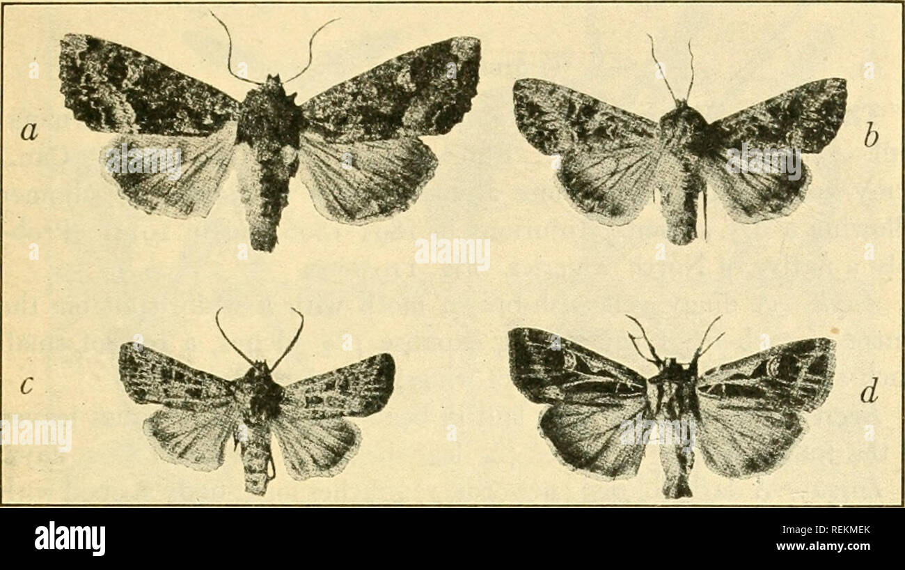 . Class book of economic entomology, with special reference to the economic insects of the northern United States and Canada. Beneficial insects; Insect pests; Insects; Insects. CLASSIFICATION AND DESCRIPTION OF COMMON INSECTS 189 the head and feet reddish-brown&quot; (Fletcher). Two broods, on cab- bages and turnips (Fig. 128).. Fig. 127.—a, Moth of Yellow-headed Cutworm {Seplis arctica); b, moth of Clover Cutworm {Scologramma Irifolii); c, moth of Pale Western Cutworm. {Porosagrolis orlhogonia); d, moth of Dingy Cutworm {Felia ducens). {After Gibson, Bui. 10, Ent. Br. Can.). Please note that Stock Photo