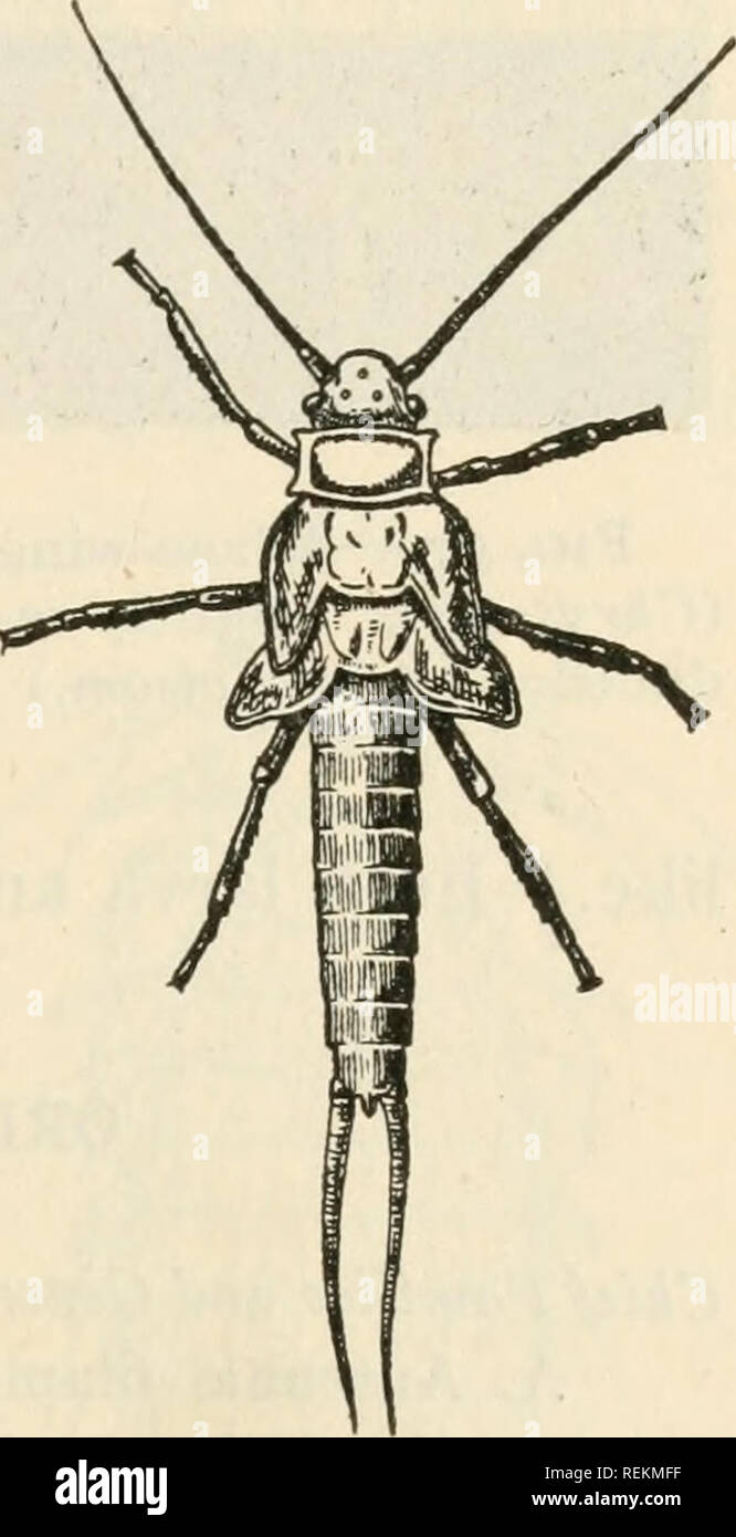 . Class book of economic entomology. Insects, Injurious and beneficial ...