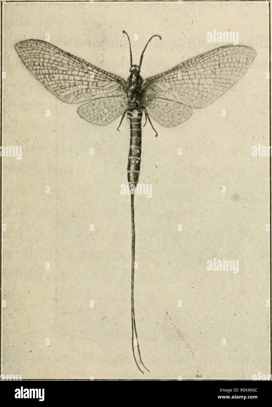 . Class book of economic entomology. Insects, Injurious and beneficial. [from old catalog]; Insects; Insects. CLASSIFICATION AND DESCRIPTION OF COMMON INSECTS 97 C. Abdomen with 2 or 3 long filaments; lower wings much smaller than upper; antenna; short.—Ep/icnicrida (May-flies) (Fig. 53). CC. Abdomen without jointed filaments; wings about equal in size; antennae short. Odonata (Dragon-flies). The larvae of most of the Neuropteroid insects are aquatic and are of little economic importance in agriculture. They are of importance, however, in fish- culture. In the Stone-flies Newcomer has recently Stock Photo