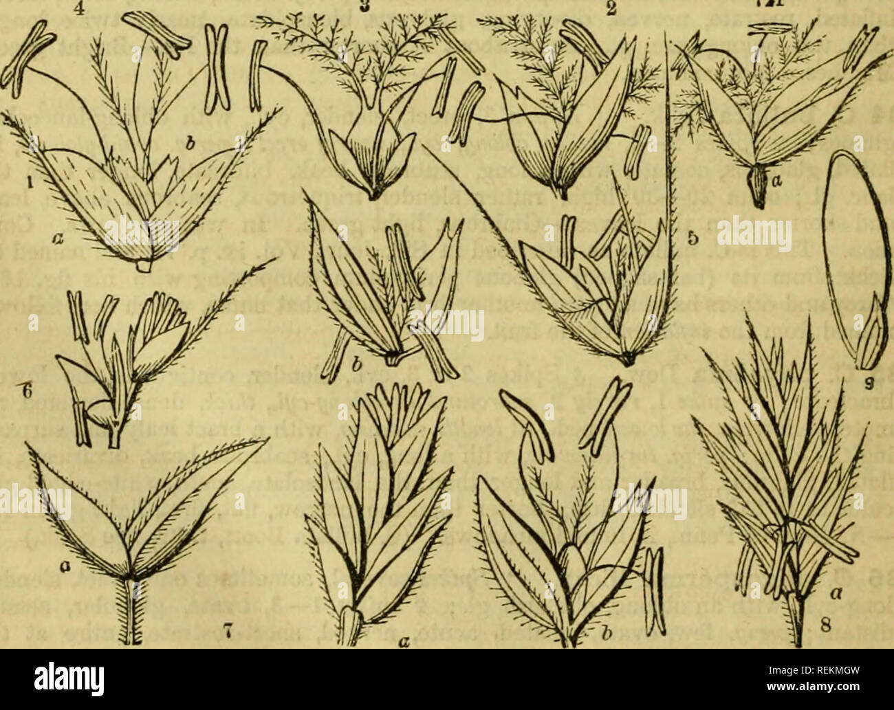 . Class-book of botany: being outlines of the structure, physiology and classification of plants; with a flora of the United States and Canada. Botany; Plants; Plants. i70 Obdkr 156.âGRAMTNEJS. Order CLVI. GRAMINE^E. Grasses. Herbs, rarely woody or arborescent, with (mostly) hollow, jointed culms; with leaves alternate, distychous. on tubular sheaths split down to the nodes, and a licfula (stipules) of membranous texture where the leaf joins the sheath. Flowers in little .spikelets of 1 or several, with glumes distychously arranged, and collected into spikes,, racemes or panicles. Glumes, the  Stock Photo
