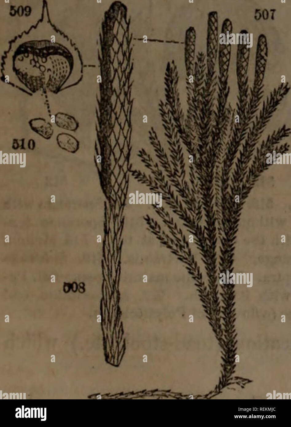 . Class-book of botany : being outlines of the structure, physiology and classification of plants : with a flora of the United States and Canada. Botany; Botany; Botany. 502 503 502, Equisetum aryense. 60S, E. sylvaticuni. 604. Section of the spike. 505, A sporange. 506, A spore with its elators coiled. 504 506. 507, Lycopodinm dendroideutn. 50S, A single spike. 509, a scale with its sporange bursting 510, Spores. 624. Classes. The tribe last mentioned are embraced in the class Acrogens, so named by Lindley from their manner of growth (drcpov, point or summit), lengthening into an axis. The re Stock Photo