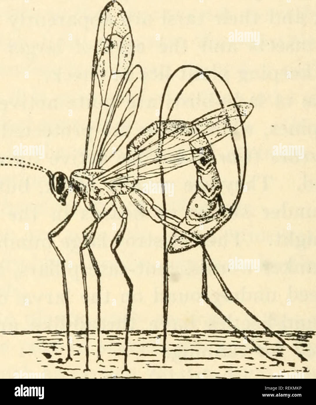 . Class book of economic entomology. Insects, Injurious and beneficial. [from old catalog]; Insects; Insects. 42 ECONOMIC ENTOMOLOGY Tragus, which parasitizes the chrysalids of Papilio; and Ophion, a form with a compressed body, which lives on the Polyphemus moth and yellow-necked caterpillar. The Braconids {Braconidce) are smaller and are also parasitic. The most common genera are Microgaster, whose cocoons are often found on the backs of sphinx and cabbage butterfly larvae; and Aphidius which parasitizes plant-lice. Chalcids or chalcis flies (Chalcididce) are minute metallic insects. One spe Stock Photo