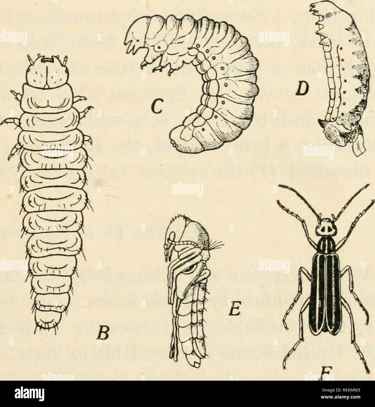 . Class book of economic entomology. Insects, Injurious and beneficial. [from old catalog]; Insects; Insects. Pig. 40.—Stages in the hypermetamorphosis of Epicauta. A, Triungulin; B, carabidoid stage of second larva; C, ultimate stageJof second larva; D, coarctate larva; E, pupa; F, imago. E is species cinerea; the others are vittata. All enlarged except F. (After Riley, from Trans. St. Louis Acad. Science.) of the larval organs are reconstructed into imaginal or adult tissues. The imaginal organs arise from embryonal tissues (the imaginal buds) which for the most part remain practically dorma Stock Photo